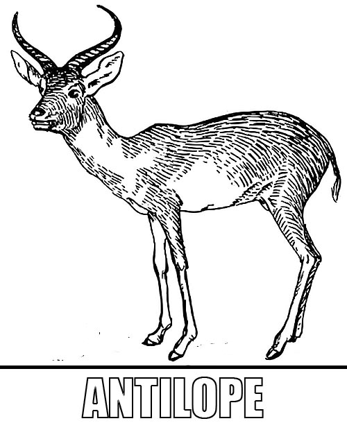 Malvorlage Antilope