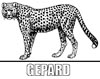 Malvorlage Gepard