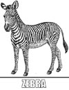 Malvorlagen Zebra
